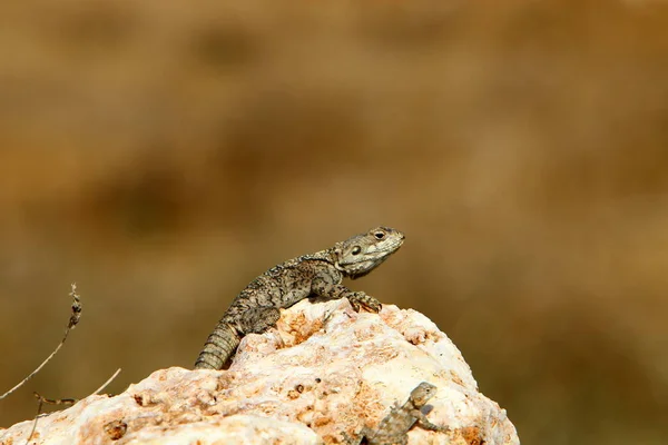 Lizard Sitting Hot Stone Basking Sun Sea Northern Israel — Stock Photo, Image