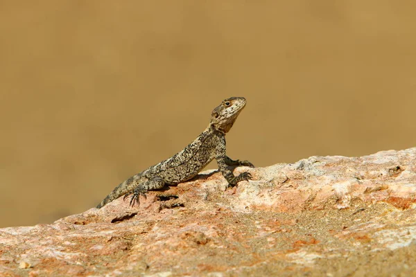 Lizard Sitting Hot Stone Basking Sun Sea Northern Israel — Stock Photo, Image