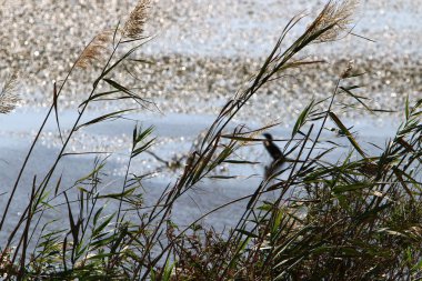 Hula Ulusal Kuş Sığınağı İsrail 'in kuzeyindeki Hula Vadisi' nde (Yukarı Celile) yer almaktadır. 