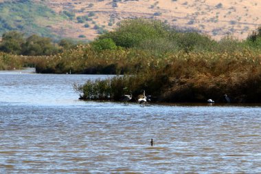Hula Ulusal Kuş Sığınağı İsrail 'in kuzeyindeki Hula Vadisi' nde (Yukarı Celile) yer almaktadır. 