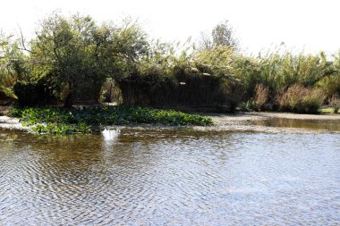 Hula Ulusal Kuş Sığınağı İsrail 'in kuzeyindeki Hula Vadisi' nde (Yukarı Celile) yer almaktadır. 
