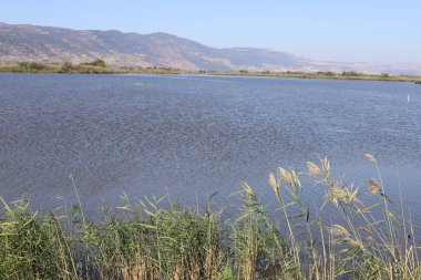 Hula Ulusal Kuş Sığınağı İsrail 'in kuzeyindeki Hula Vadisi' nde (Yukarı Celile) yer almaktadır. 
