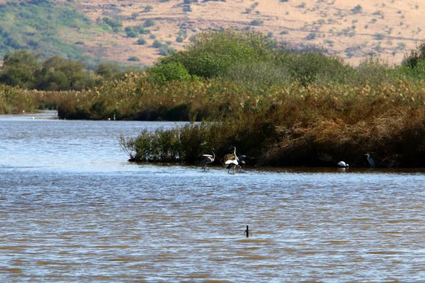 Hula Ulusal Kuş Sığınağı İsrail 'in kuzeyindeki Hula Vadisi' nde (Yukarı Celile) yer almaktadır. 