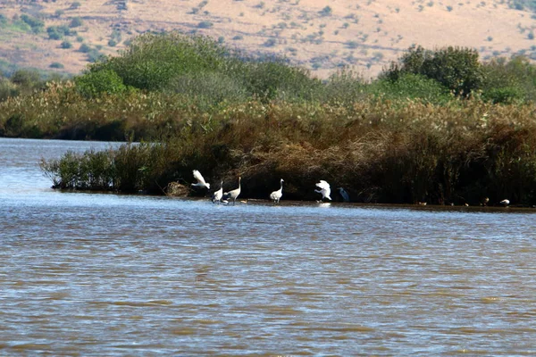 Santuario Nacional Aves Hula Encuentra Valle Del Hula Alta Galilea — Foto de Stock