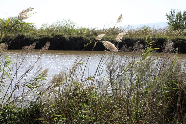 Hula Nationalen Vogelschutzgebiet Befindet Sich Hula Tal Obergaliläa Norden Von — Stockfoto