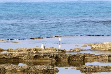 İsrail 'in kuzeyindeki Akdeniz' in ıssız ve terk edilmiş kıyıları. 