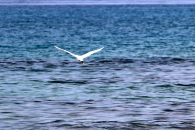 İsrail 'in kuzeyindeki Akdeniz' in ıssız ve terk edilmiş kıyıları. 
