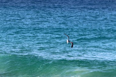İsrail 'in kuzeyindeki Akdeniz' in ıssız ve terk edilmiş kıyıları. 