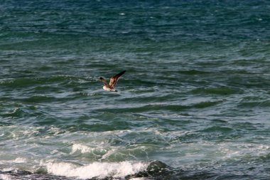 İsrail 'in kuzeyindeki Akdeniz' in ıssız ve terk edilmiş kıyıları. 