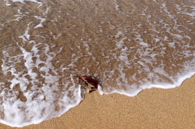 İsrail 'in kuzeyindeki Akdeniz' in ıssız ve terk edilmiş kıyıları. 