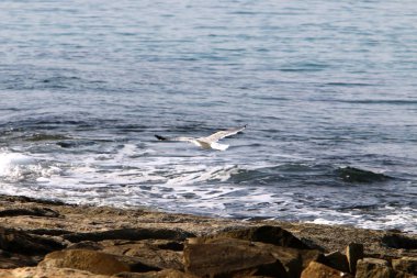 İsrail 'in kuzeyindeki Akdeniz' in ıssız ve terk edilmiş kıyıları. 