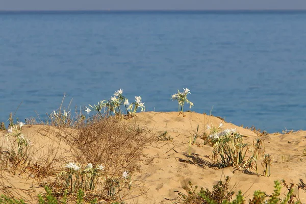 Costa Deserta Deserta Del Mar Mediterraneo Nel Nord Israele — Foto Stock