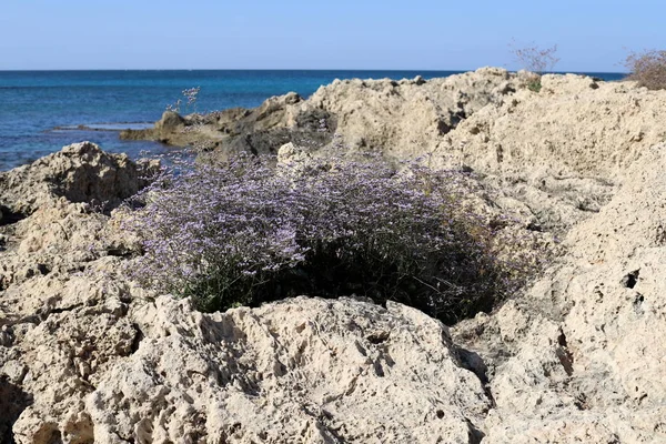 Opuštěné Opuštěné Pobřeží Středozemního Moře Severu Izraele — Stock fotografie