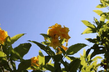 Kuzey İsrail 'deki bir şehir parkında kasım ayında ağaçlar çiçek açıyor. 