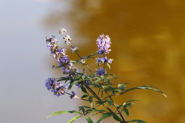 Kuzey İsrail 'deki bir şehir parkında kasım ayında ağaçlar çiçek açıyor. 
