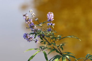 Kuzey İsrail 'deki bir şehir parkında kasım ayında ağaçlar çiçek açıyor. 