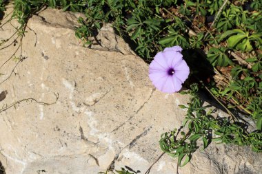 Kuzey İsrail 'deki bir şehir parkında kasım ayında ağaçlar çiçek açıyor. 