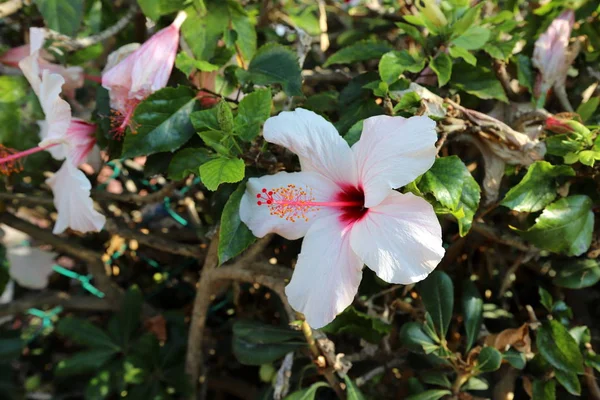 Träd Blommar November Stadspark Norra Israel — Stockfoto