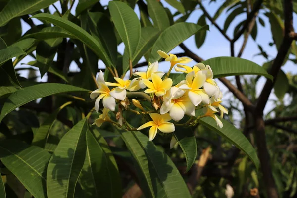 Trees Bloom November City Park Northern Israel — ストック写真