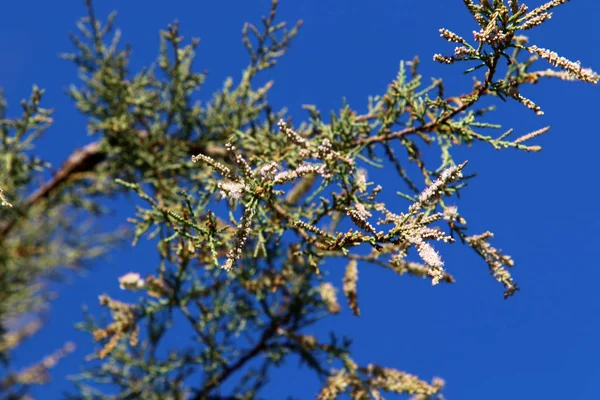 Árboles Florecen Noviembre Parque Ciudad Norte Israel — Foto de Stock