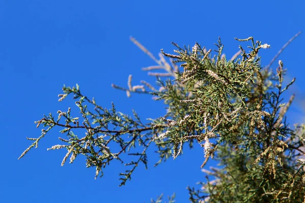 Träd Blommar November Stadspark Norra Israel — Stockfoto