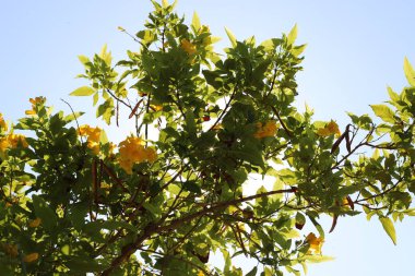 Kuzey İsrail 'deki bir şehir parkında kasım ayında ağaçlar çiçek açıyor. 