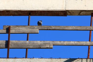 İsrail 'de tarlalarda ve şehir sokaklarında çalışma ve çalışma araçları 