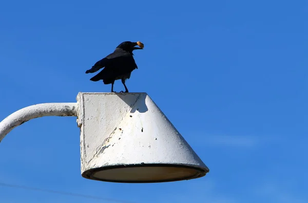 Lampadaire Installé Dans Parc Urbain Dans Nord Israël — Photo