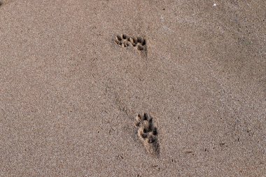 İsrail'in kuzeyinde Akdeniz kıyılarında kum ayak izleri 