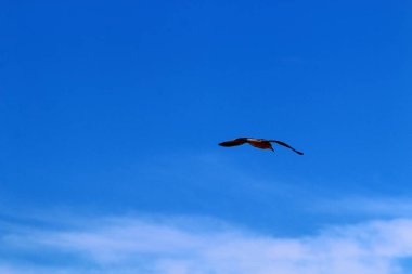 İsrail 'in kuzeyindeki Akdeniz üzerinde kuşlar uçuyor. 