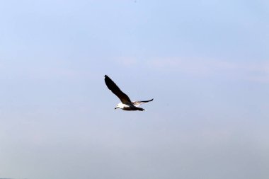 İsrail 'in kuzeyindeki Akdeniz üzerinde kuşlar uçuyor. 
