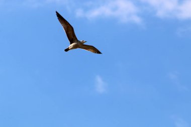 İsrail 'in kuzeyindeki Akdeniz üzerinde kuşlar uçuyor. 