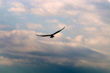 İsrail 'in kuzeyindeki Akdeniz üzerinde kuşlar uçuyor. 