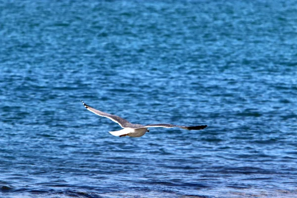 Vögel Fliegen Himmel Über Dem Mittelmeer Nordisrael — Stockfoto