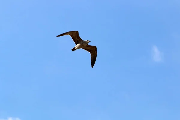 鳥は北イスラエルの地中海上空を飛ぶ — ストック写真