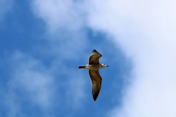 Aves Vuelan Cielo Sobre Mar Mediterráneo Norte Israel —  Fotos de Stock