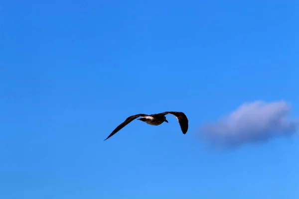 Aves Voam Céu Sobre Mar Mediterrâneo Norte Israel — Fotografia de Stock