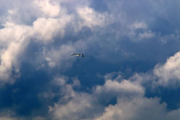 Aves Voam Céu Sobre Mar Mediterrâneo Norte Israel — Fotografia de Stock