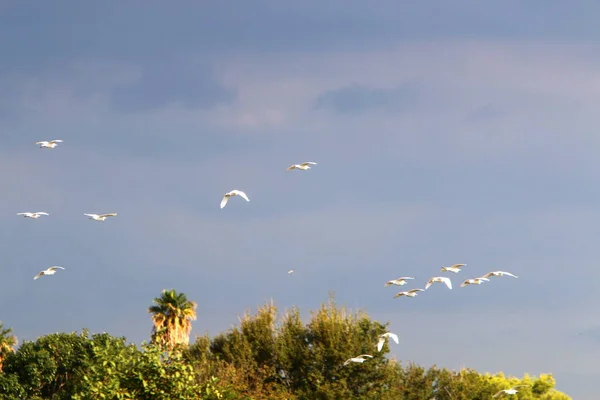 Aves Voam Céu Sobre Mar Mediterrâneo Norte Israel — Fotografia de Stock