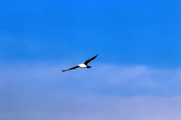 Aves Voam Céu Sobre Mar Mediterrâneo Norte Israel — Fotografia de Stock