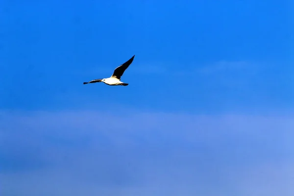 Vogels Vliegen Lucht Boven Middellandse Zee Het Noorden Van Israël — Stockfoto