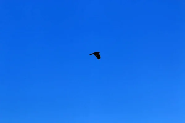 Aves Voam Céu Sobre Mar Mediterrâneo Norte Israel — Fotografia de Stock