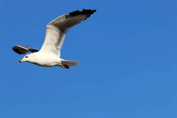 Fåglar Flyger Himlen Över Medelhavet Norra Israel — Stockfoto
