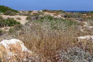İsrail 'in kuzeyindeki Akdeniz kıyısında vahşi bir sahil. 