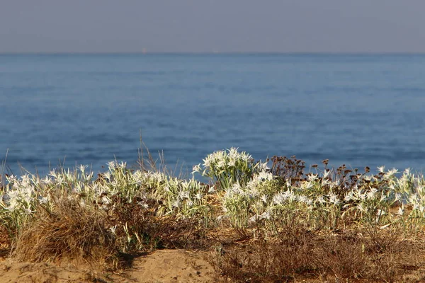 Spiaggia Selvaggia Sulle Rive Del Mar Mediterraneo Nel Nord Israele — Foto Stock