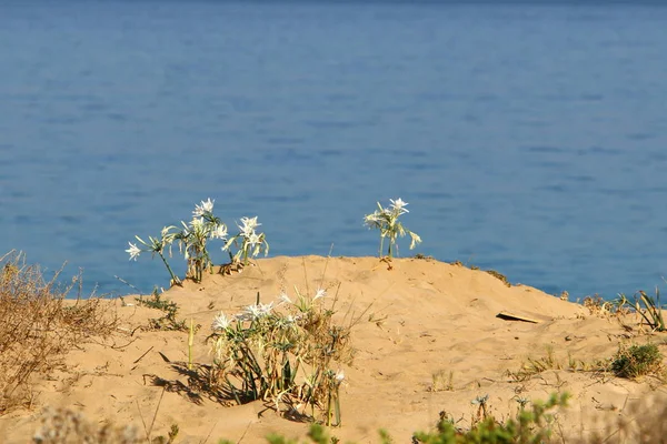 Praia Selvagem Nas Margens Mar Mediterrâneo Norte Israel — Fotografia de Stock