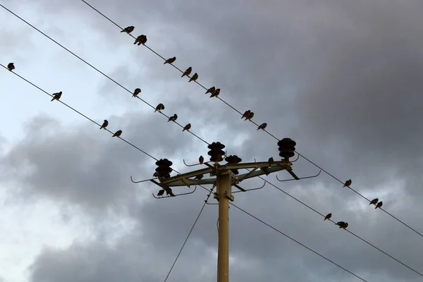 Bando Pássaros Sentados Fios Elétricos Através Dos Quais Corrente Flui — Fotografia de Stock