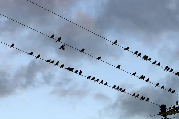 Flock Fåglar Sitter Elektriska Ledningar Genom Vilka Strömmen Rinner — Stockfoto