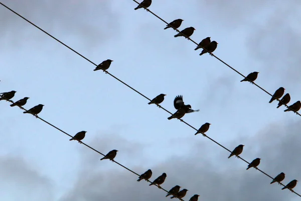 Una Bandada Aves Sientan Cables Eléctricos Través Los Cuales Fluye —  Fotos de Stock