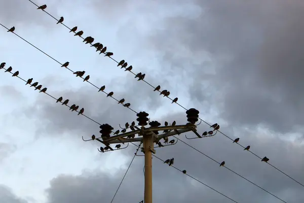 一群鸟坐在电线上 电流通过电线流动 — 图库照片